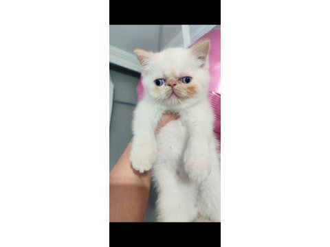 Exotic shorthair erkek