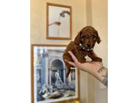 Toy poodle safkan yavrular