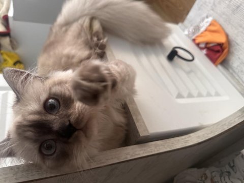 British longhair 8 aylık