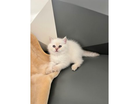 British blue point erkek yavru