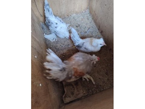 Kuluçkalık ispenç yumurtası milli ırk