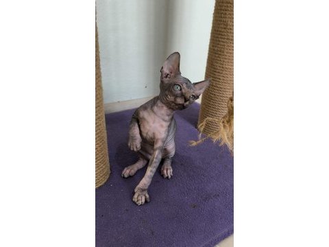 Sphynx home bebekler
