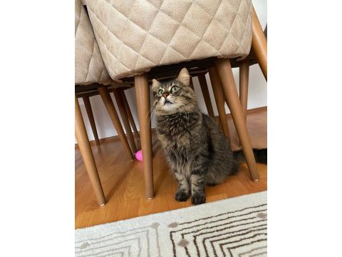Kedi sahiplendirme
