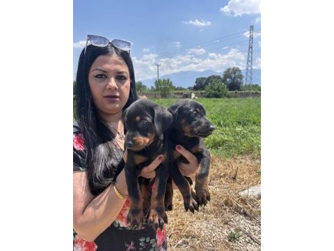 Üst kalite king doberman yavrularım