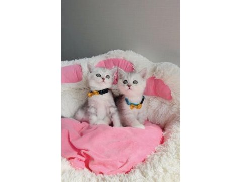 A kalite silver brıtısh shorthair bebekleirm 