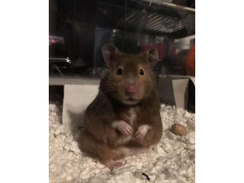 Hamster-gonzales yavrularımız heryere gönderim