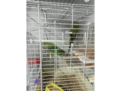Evcil hayvanlar pakistan papağanı