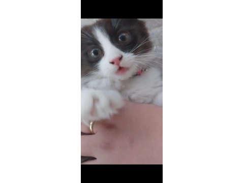 Panda kedimize ömürlük yuva arıyoruz