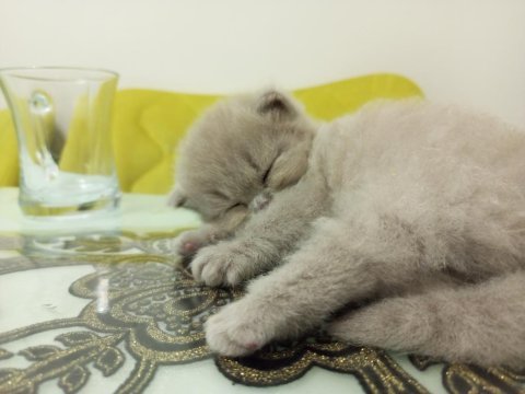 Scottish fold anne ve 2 yavrusu komple