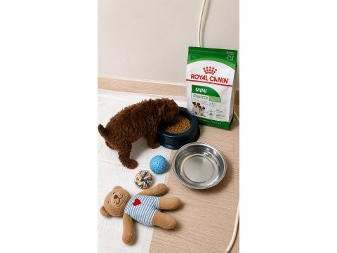 Sağlık ırk kilo garantili orjinal toy poodle