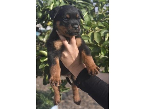 Üst segment sağlık ırk garantili rottweiler