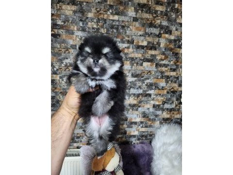 Muhteşem tüy yapısına sahip ok nadir bulunan pomeranian
