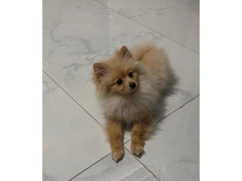 Sevgi bağımlısı 6 aylık erkek pomeranian