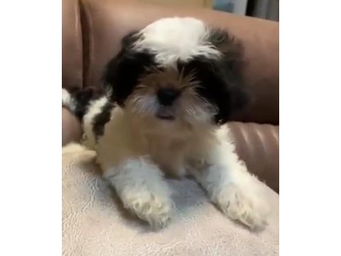 3 aylık dişi shih tzu (mersin)