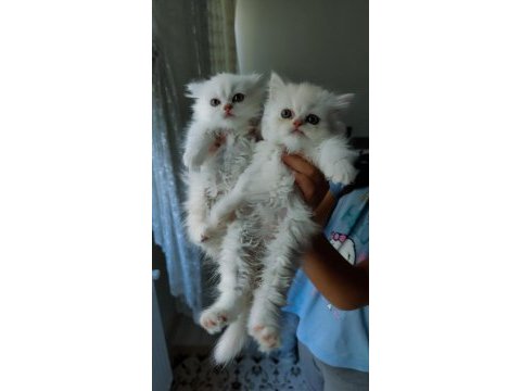 1 buçuk aylık dişi british longhair