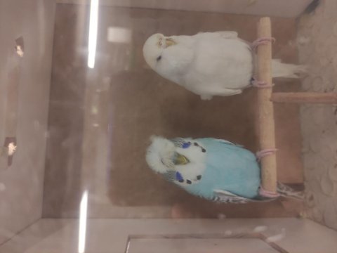 Şov jumbo muhabbet kuşumuz