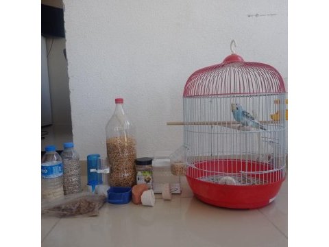 Satılık muhabbet kuşu