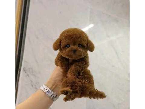 En tatlı bebek poodle