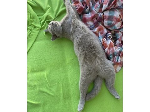 Kısırlaştırılmış dişi kedimiz