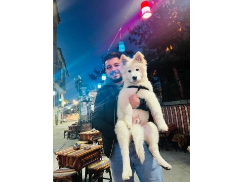 Çok akıllı çok sadık 4.5 aylık patili samoyed dostum