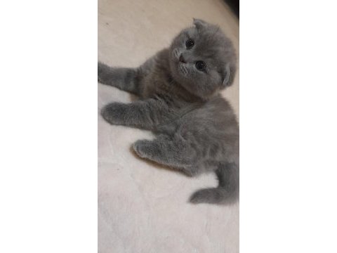 Kedimize yeni bir yuva ariyoruz