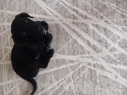 Minik böcük köpeğimiz