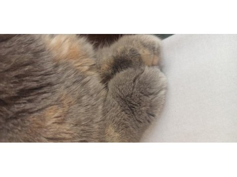 Şiba yalnız kalmasın scottish fold