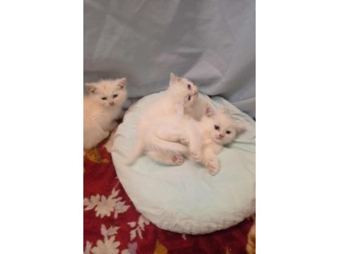 Dünya güzelleri british shorthair yeni yuvasını arıyor