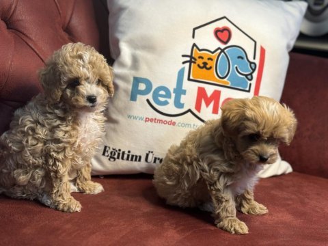 Petmode köpek çiftliğinden maltipoo yavrular