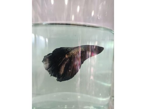 Betta balıkları