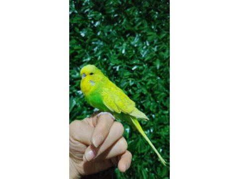Elde duran ısırmayan yavru muhabbet kuşları