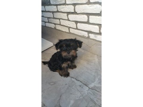 Erkek 2 aylık orijinal yavru yorki kopegimiz