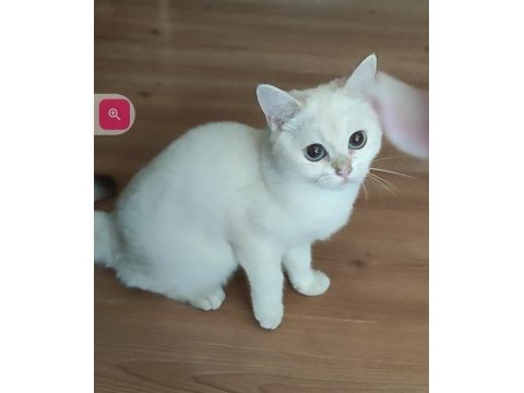 Safkan british shorthair