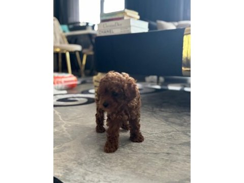 Aradığınız poodle yavrular burada yasal çiftlikten