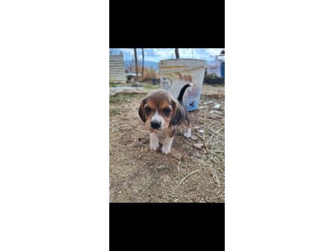 Safkan beagle yavruları