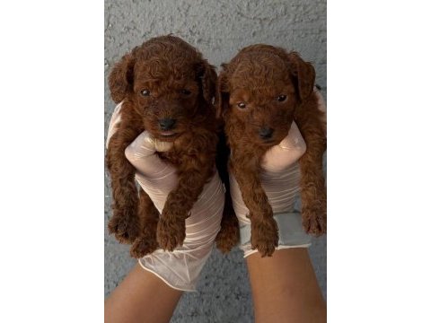 Toy poodle yavrularımız
