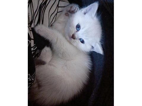 Minik british shorthair yavrum