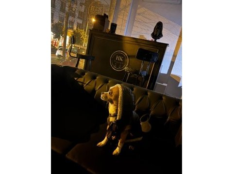 Chihuahua kırması