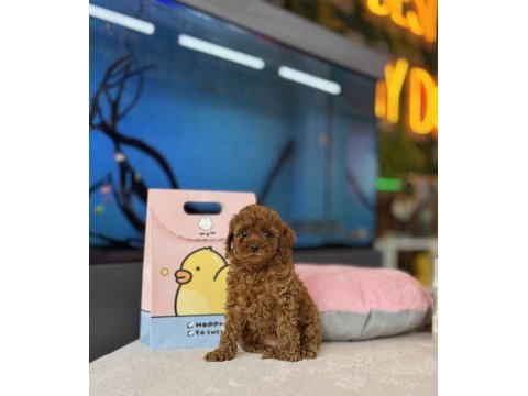 Poodle kalite asla tesadüf değildir