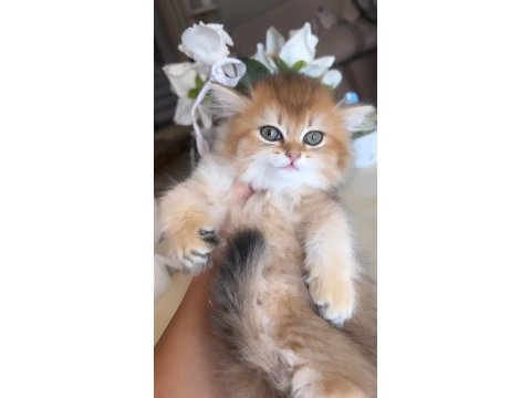 British longhair golden ny12 mükemmel prenses