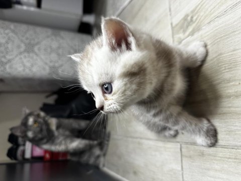 Scottish fold safkan