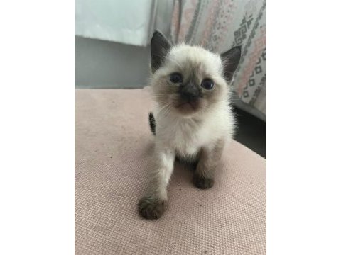 British shorthair scottish fold yavruları