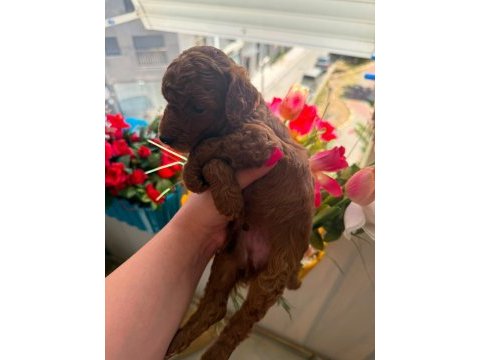 Toy poodle kore a sınıf kalite