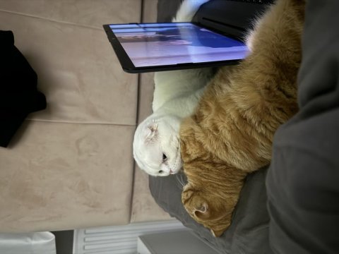 Safkan mavi gözlü scottish fold ismine duyarlı