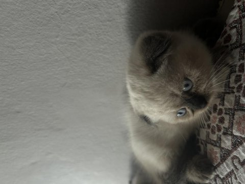 British blue point