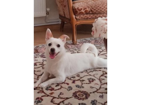 Sahiplendirme köpeğimiz