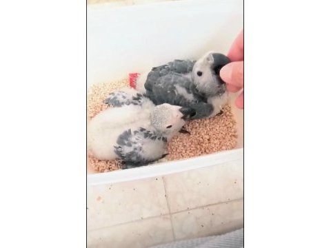 Jako papağanı yavrularımız yeni ailelerine gitmeye hazır
