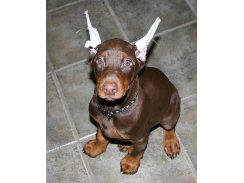 Renk seçenekleri mevcut dobermanlar
