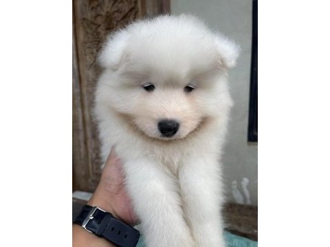 Pamuk gibi samoyed yavrular