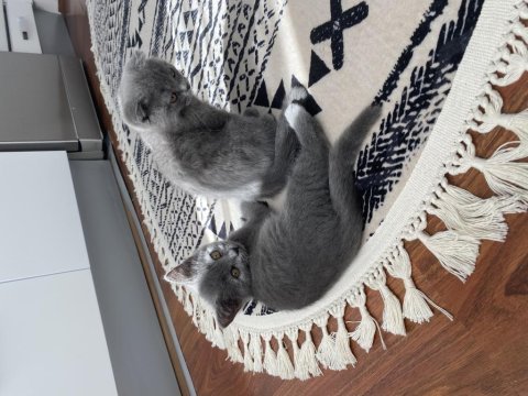 Scottish fold